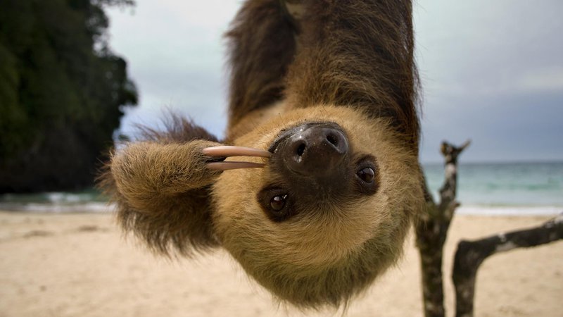 upside down sloth